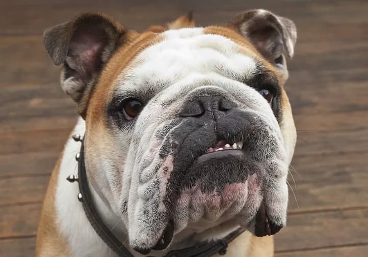 Cinzeiro de Bulldog